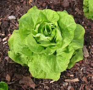 Spring Lettuce variety 'Winter Crop'. Click picture to enlarge. Copyright David Marks