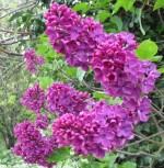 Lilac vulgaris purple, click picture to enlarge
