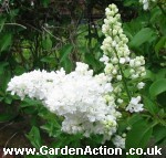 Lilac vulgaris Madame Lemoine, click picture to enlarge