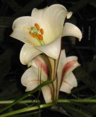 White lily - Easter Flower. . 
