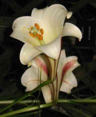 White lily - Easter Flower. CLICK TO ENLARGE. 