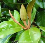 Magnolia grandiflora Charles Dickens bud