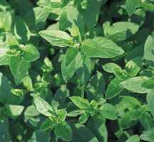 marjoram picture, the herb