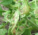 Yellow leaves caused by mosaic virus