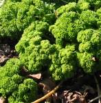 Curly Leaf Parsley 'Verta Rz' click to enlarge. Copyright GardenAction Ltd