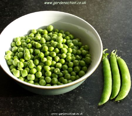Hurst Green Shaft peas pod and shelled