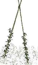 Runner bean poles