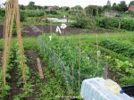 Pea plants supported by wire mesh