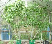 Peach trees in pots