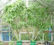 Peach trees in pots