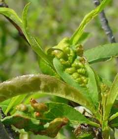 Peach Leaf Curl