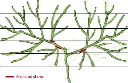 pruning a fan peach