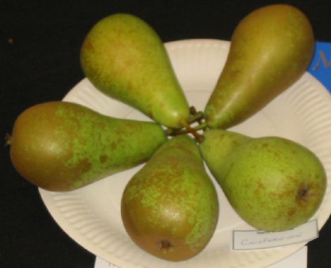 VARIETY OF PEAR TREE