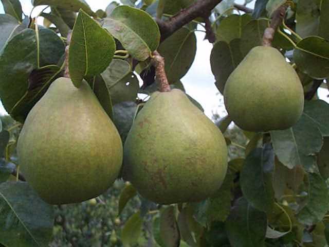 pear trees pictures