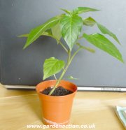 Sweet pepper ready for potting-up
