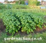 Xmas potatoes, 6 weeks after planting!