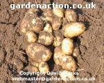 My new potatoes in October from August planting.