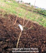 Plum tree Blue Tit planted.