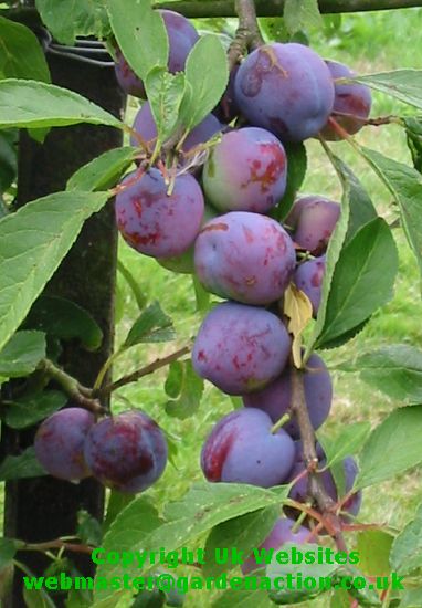 Picture of Plum Tree 'Blue Tit'