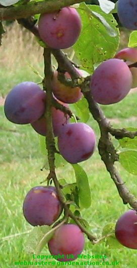 Picture of Plum Tree 'Czar'