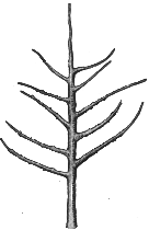 Plum Tree Pyramid type