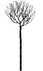 Plum Tree Standard type