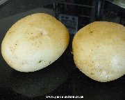 Potato variety Winston