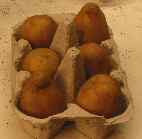 Potato Seed in egg boxes