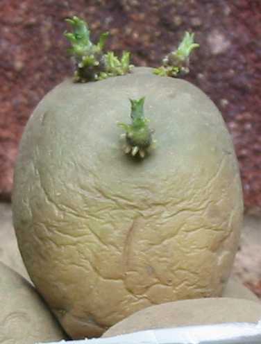 grow a potato