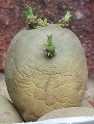 Sprouted potato