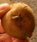 Stalk end of a seed potato