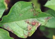 Potato blight