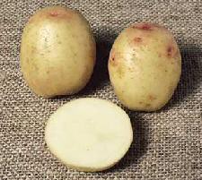 Cara potato variety picture
