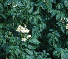 cara potato foliage picture