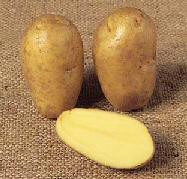 Potato Charlotte picture