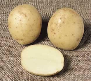 Potato Estima picture