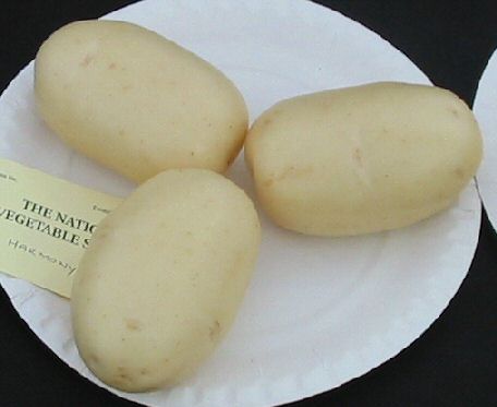 Potato variety Harmony
