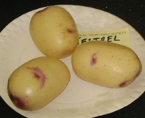 Potato Kestrel