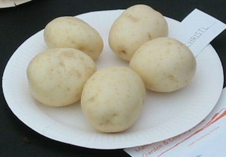 Potato variety Lady Christil