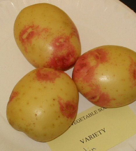 Potato Malin