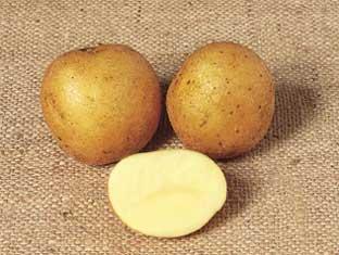 Maris Piper potato picture