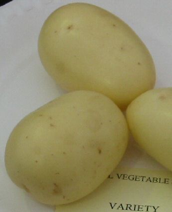 Potato Nadine