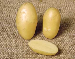 Nicola potato variety picture