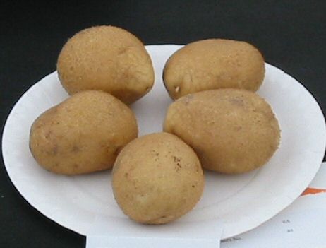 Potato variety Pentland Crown