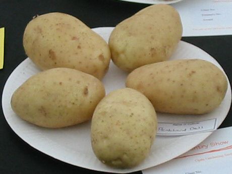 Potato variety Pentland Dell