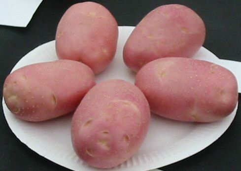 Potato variety Shannon