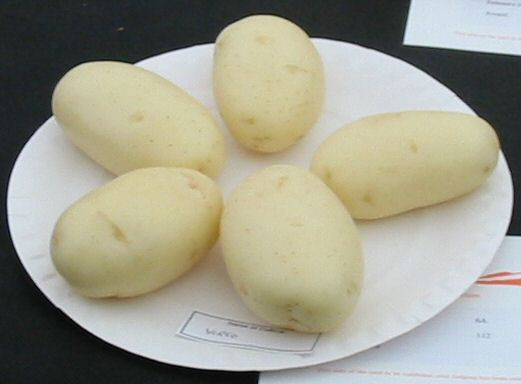 Potato variety Virgo
