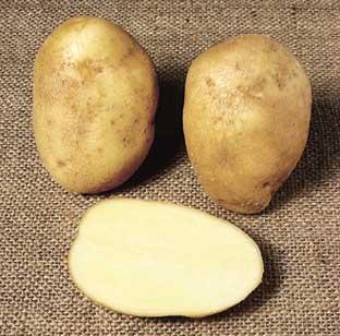 ( potato_wilja.jpg