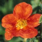 Potentilla fruticosa Red Robin. Click picture to enlarge.