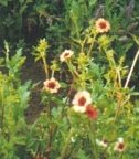Potentilla fruticosa Miss Wilmott. Click picture to enlarge.